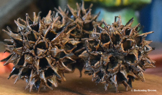 The Magick of Witches Burrs and How To Use Them