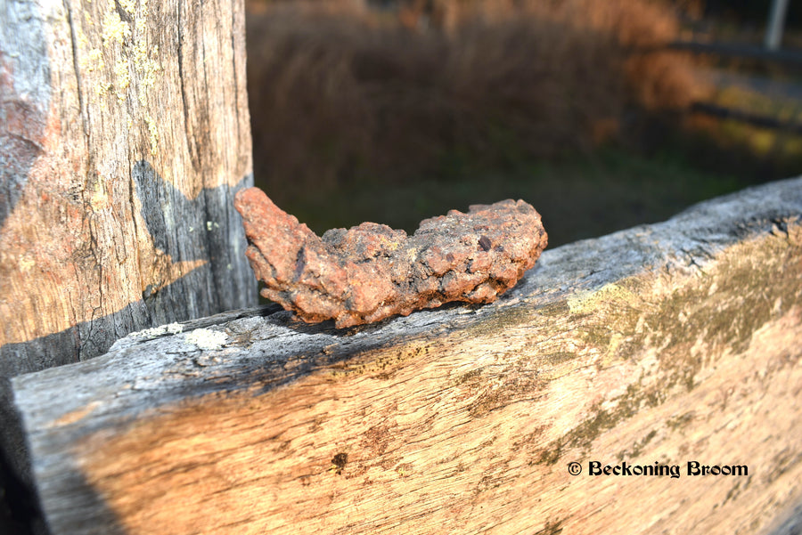 A piece of coprolite, fossilised dinosaur poo, sitting on fence pailing.