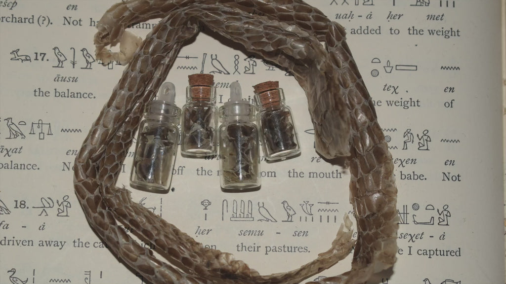 Four small glass vials with containing shed snake skin 