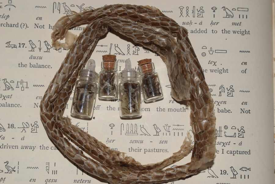 Four small glass vials containing shed snake skin with a snake skin wrapped around then resting on a page of hieroglyphs 