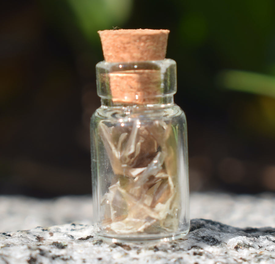 A small glass vial with cork lid containing shed snake skin on a rock
