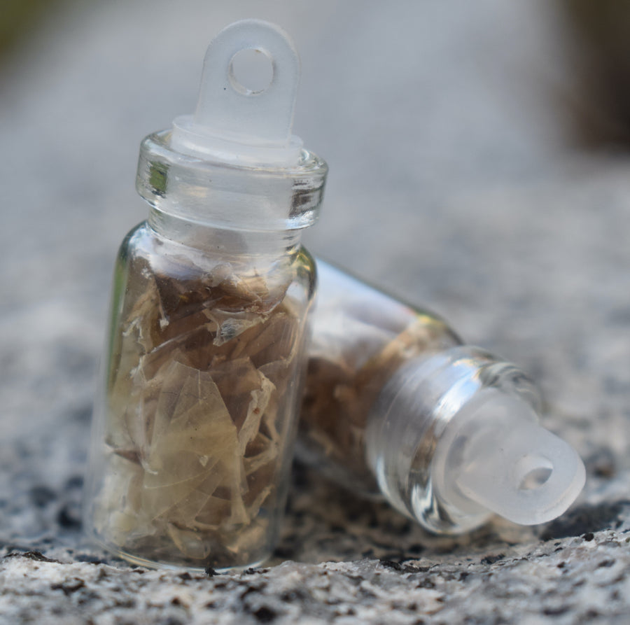 Two small glass vials with containing shed snake skin resting on a rock