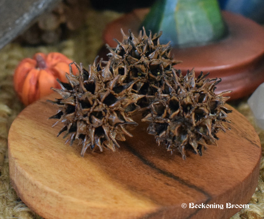 Three witches burrs resting on an altar 