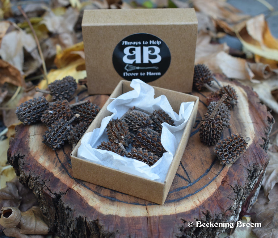 Box of 6 Natural Australian She-oak Seed Pods for Protection, Divination & Connection with Spirit Guides