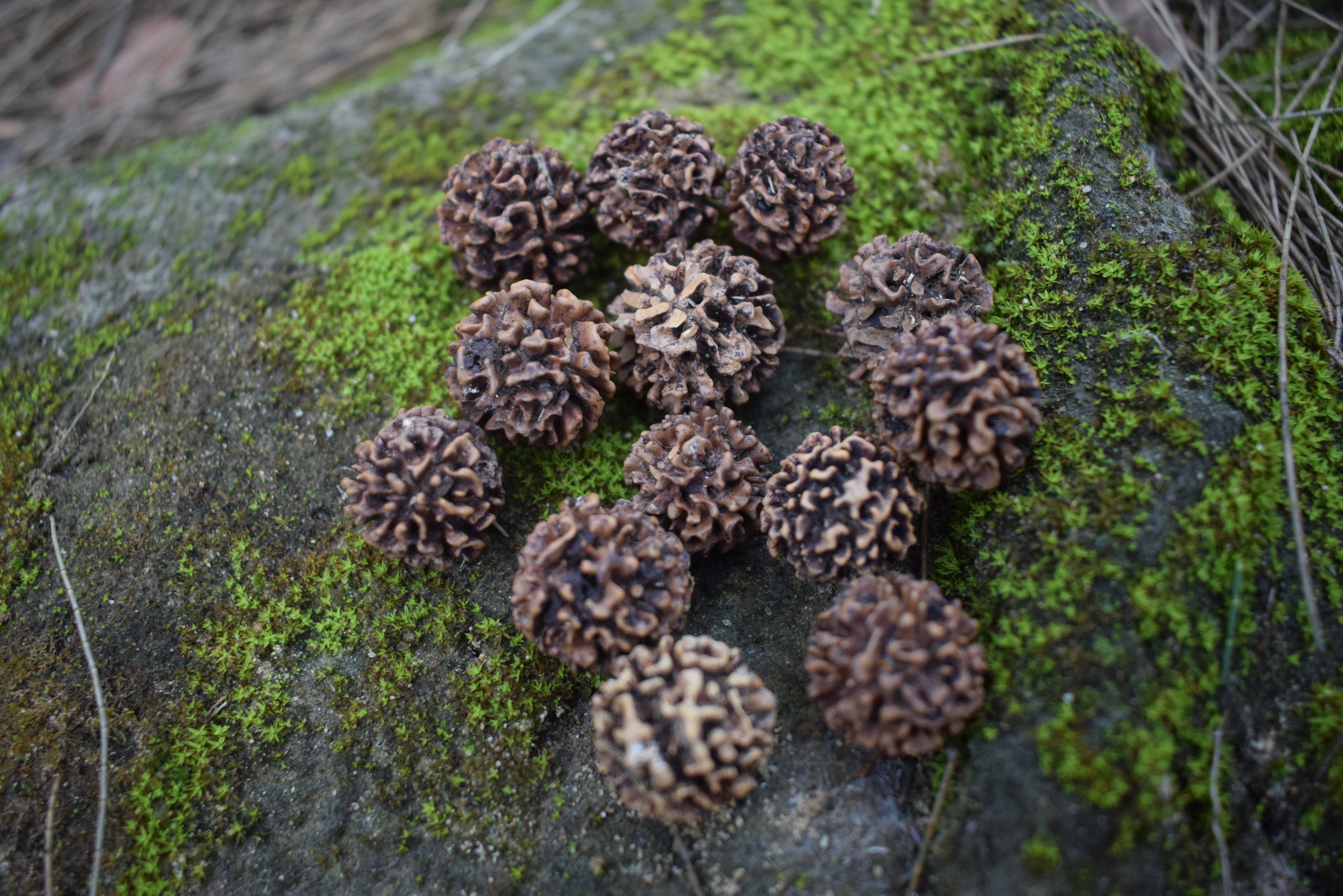 Australian Tears Of Shiva Seeds For Intuition – Beckoning Broom