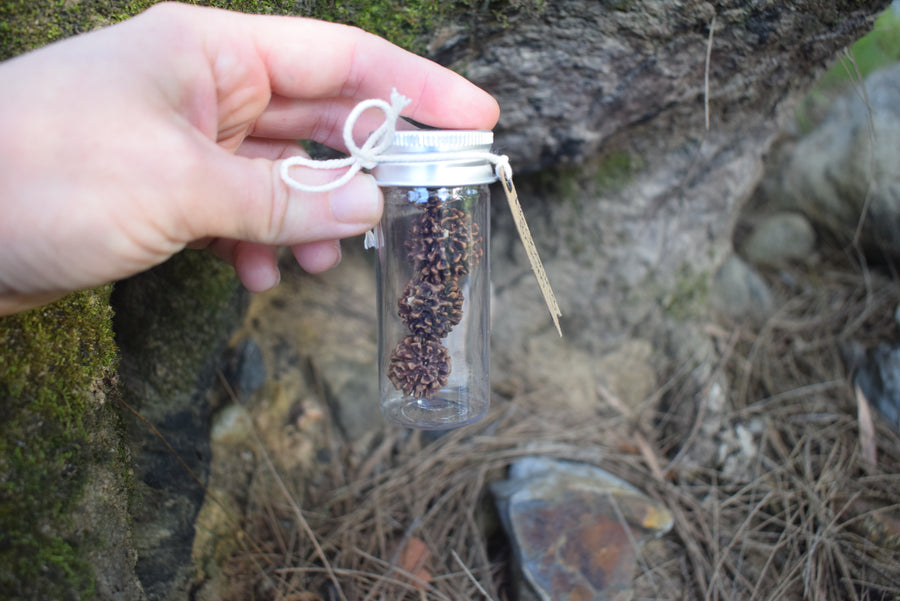 A vial of tears of Shiva blue quandong seeds being held by a hand