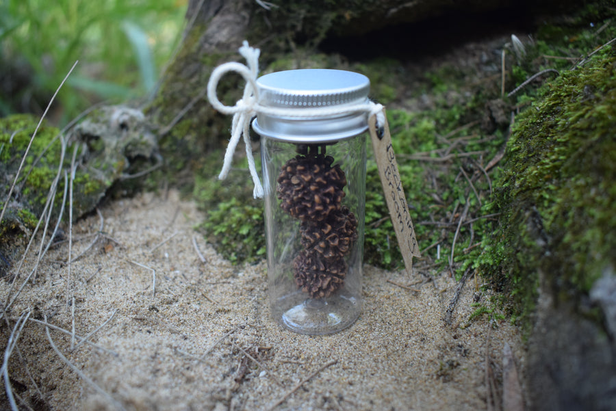 A vial of tears of Shiva blue quandong seeds resting on sand with a mossy log in the background