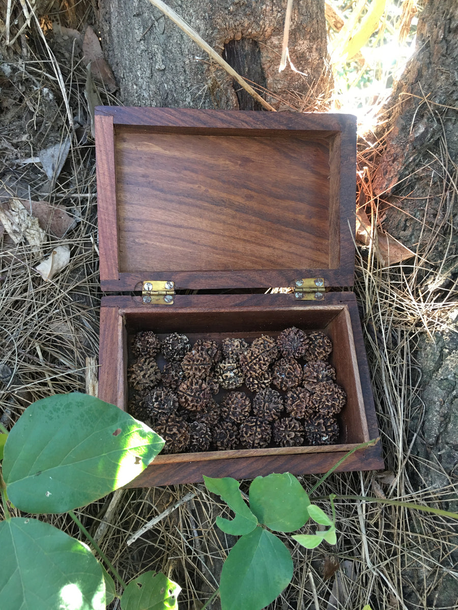 A pile of tears of Shiva blue quandong seeds in a wooden box at the base of a tree
