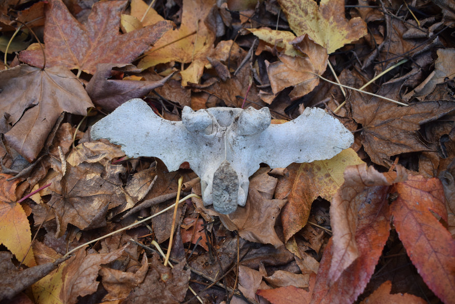 Real bovine sacrum bone on autumn leaves