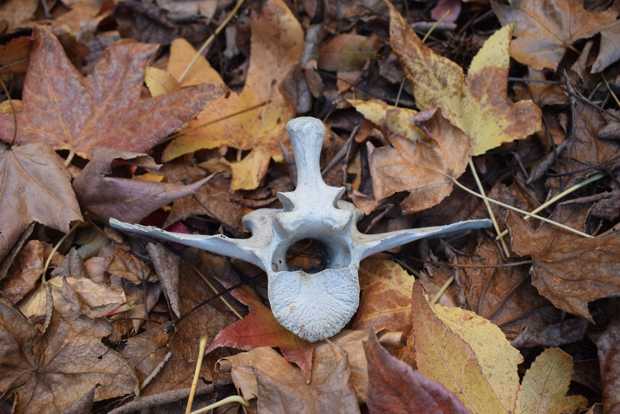 Real cow or bull vertebrae bone on autumn leaves