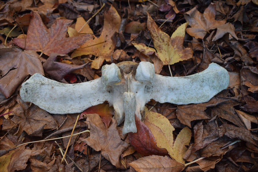 Real cow sacrum bone on fallen leaves