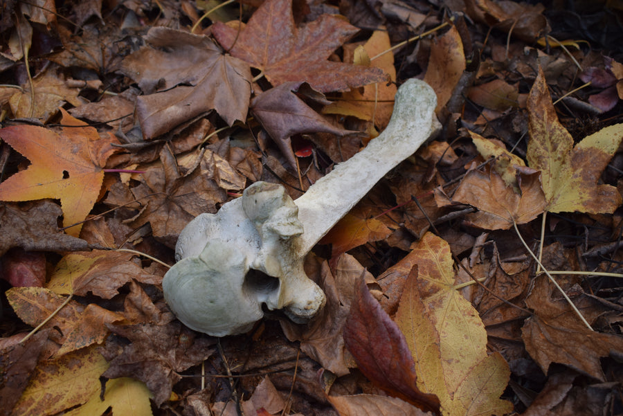 Real cow or bull bone on fallen autumn leaves