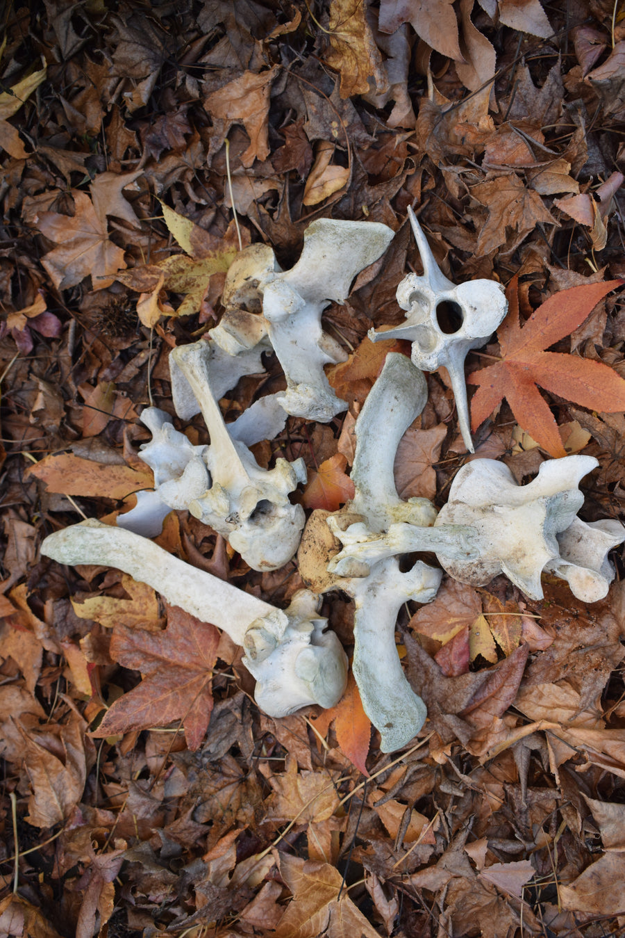 Group of real cow vertebrae bones on fallen leaves