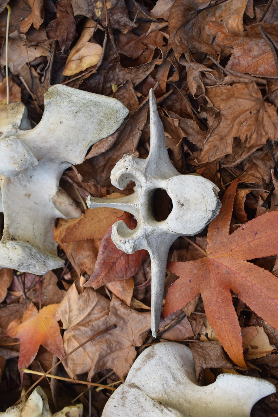 Group of real cow vertebrae bones on autumn leaves
