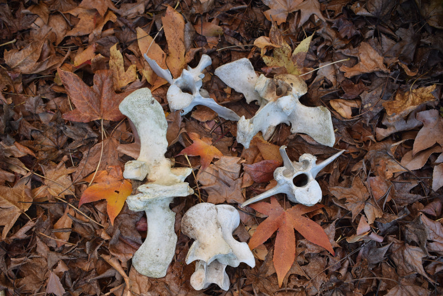 Group of real bovine vertebrae bones on autumn leaves