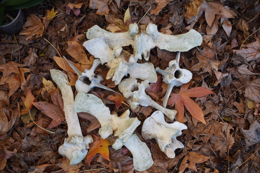 Group of real cow or bull vertebrae bones on bed of leaves