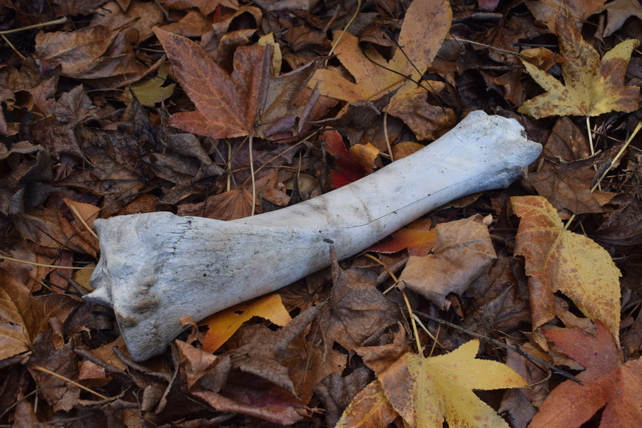 Bovine leg bone on dried leaves
