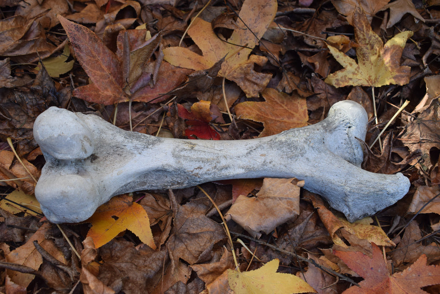 Bovine leg bone femur humerus ulna or fibula on dried leaves