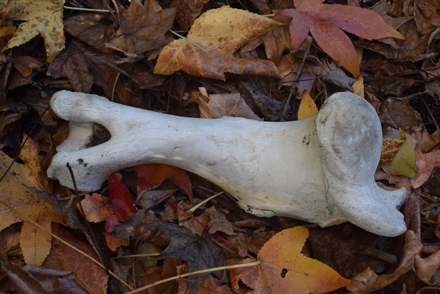 Cow or Bull femur bone on dried leaves