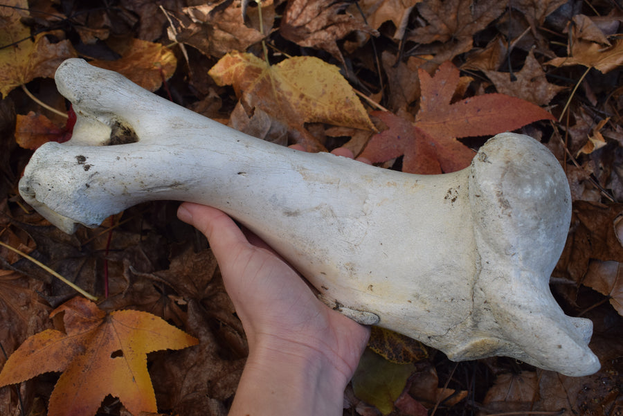 Hand holding cow femur leg bone with dried autumn leaves in background