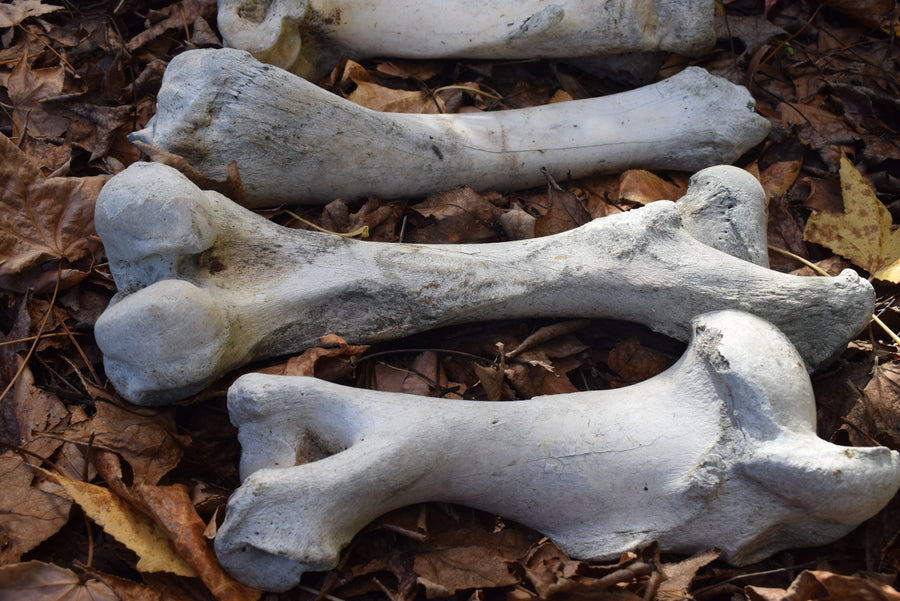 Four old cow leg bones femur humerus ulna fibula on dried leaves