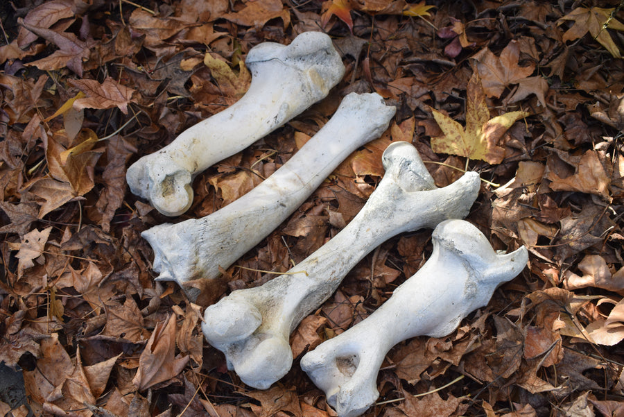 Four bovine leg bones femur humerus ulna fibula on dried leaves