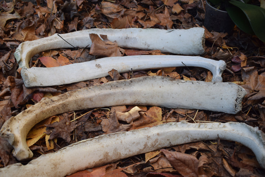 4 real bovine rib bones on bed of fallen leaves