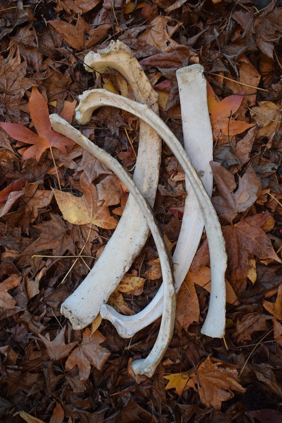 4 real cow rib bones on bed of autumn leaves
