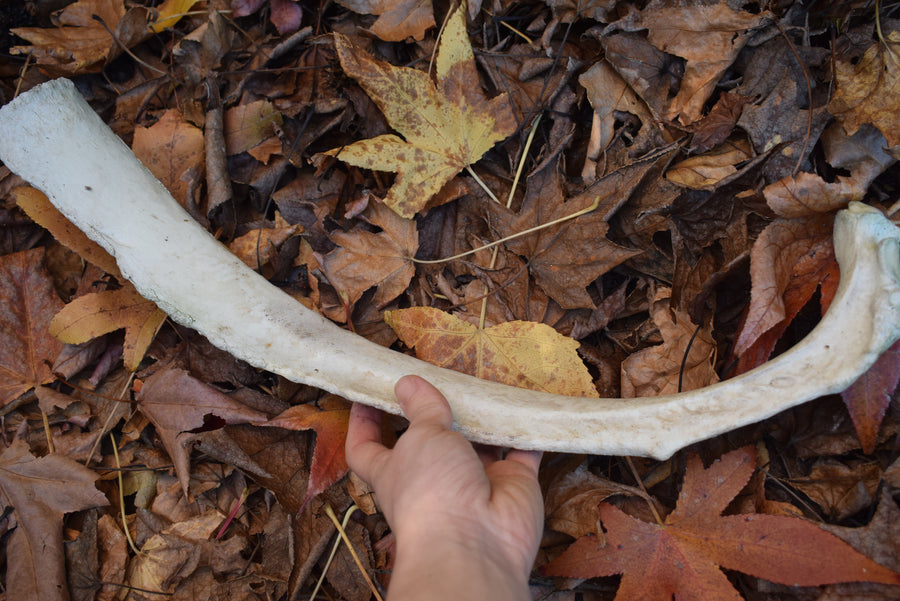 Hand holding real cow or bull rib bone with bed of leaves