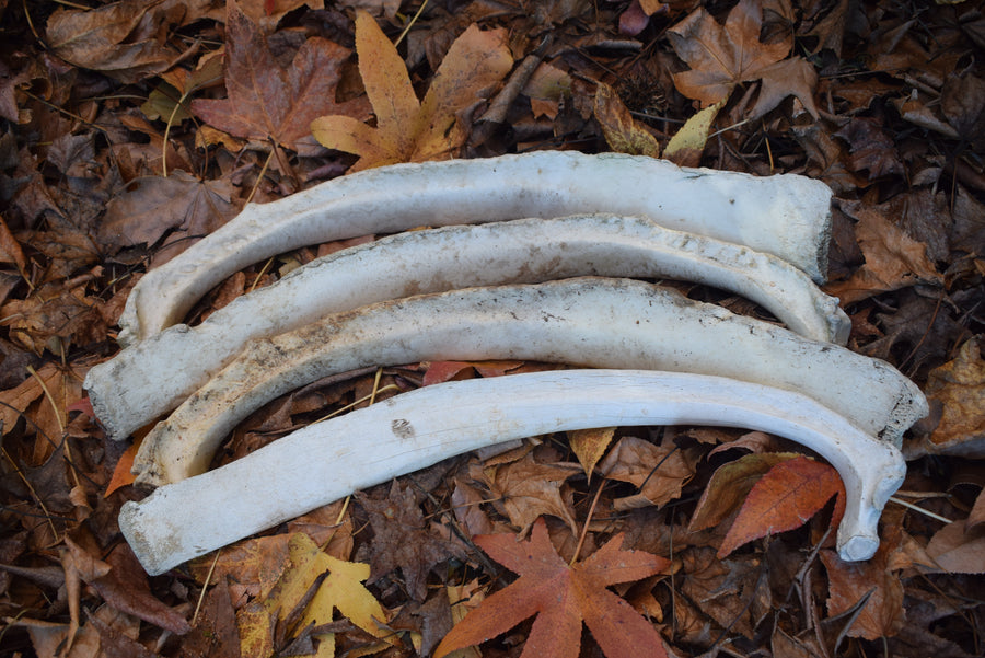 4 real cow or bull rib bones on bed of autumn leaves