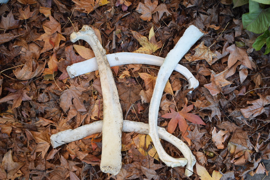 4 old real cow rib bones on bed of fallen leaves