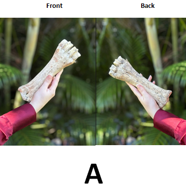 Ethically Sourced Genuine Sacred Bovine FEMUR HUMERUS ULNA or FIBULA BONE (Limited Stock)