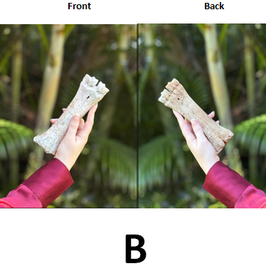 Ethically Sourced Genuine Sacred Bovine FEMUR HUMERUS ULNA or FIBULA BONE (Limited Stock)