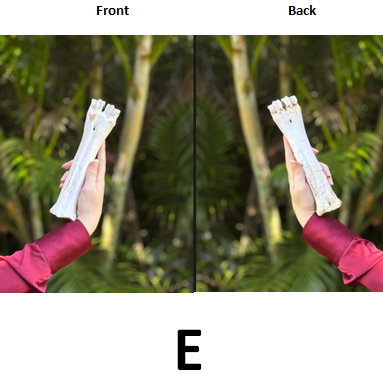 Ethically Sourced Genuine Sacred Bovine FEMUR HUMERUS ULNA or FIBULA BONE (Limited Stock)