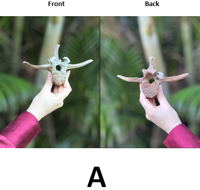 Ethically Sourced Genuine Sacred Bovine SPINAL LUMBAR VERTEBRAE BONE