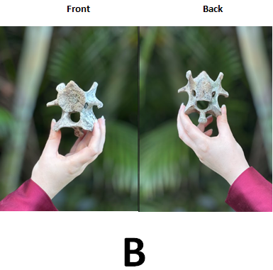 Ethically Sourced Genuine Sacred Bovine SPINAL LUMBAR VERTEBRAE BONE