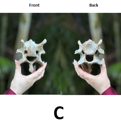 Ethically Sourced Genuine Sacred Bovine SPINAL LUMBAR VERTEBRAE BONE