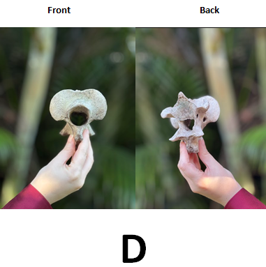 Ethically Sourced Genuine Sacred Bovine SPINAL LUMBAR VERTEBRAE BONE