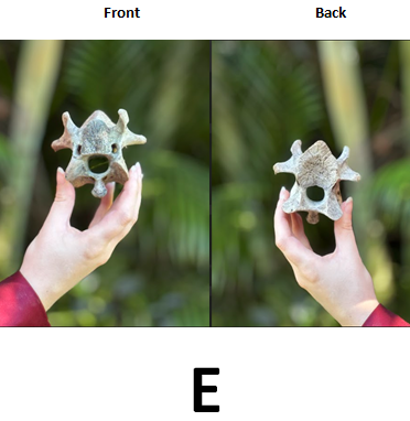 Ethically Sourced Genuine Sacred Bovine SPINAL LUMBAR VERTEBRAE BONE