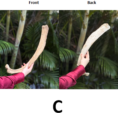 Ethically Sourced Genuine Sacred Old Bovine RIB BONE