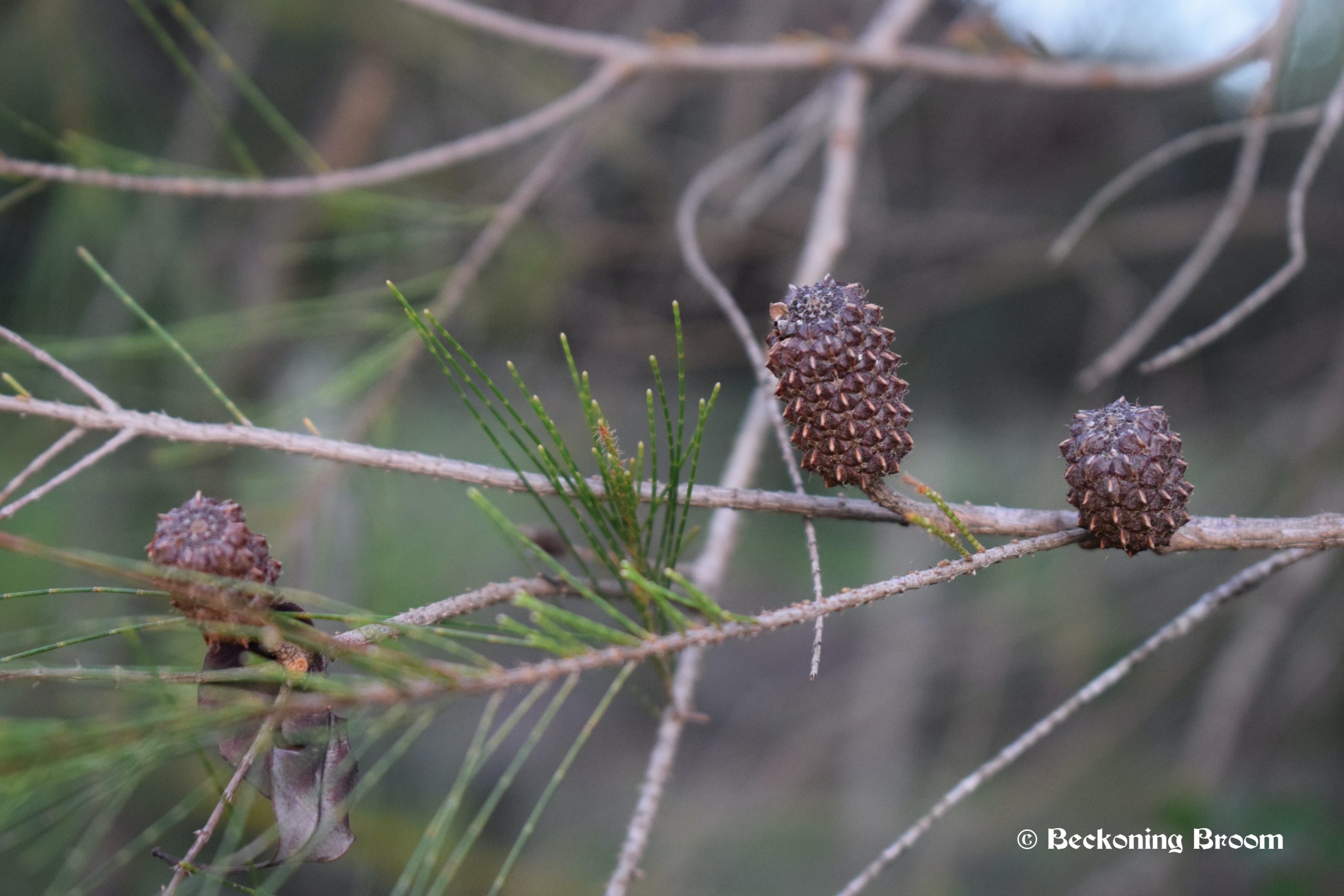 Australian She-Oak Seed Pods: Symbolism, Myths, and Magickal Uses